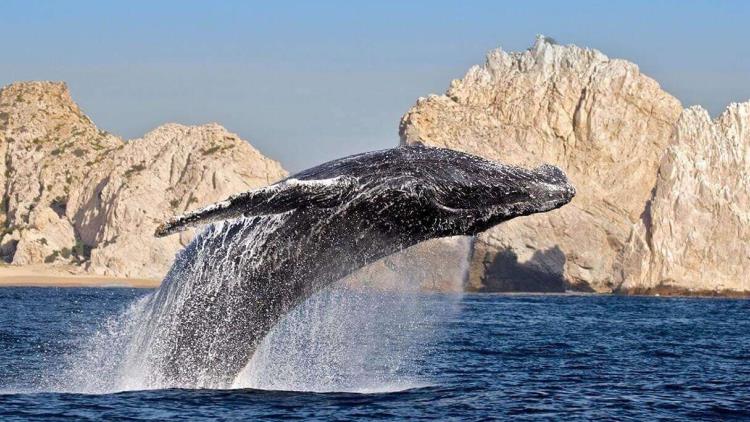 ballenas Navidad en Los Cabos